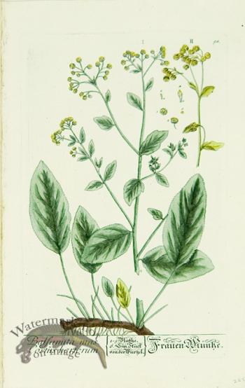 Blackwell German 097